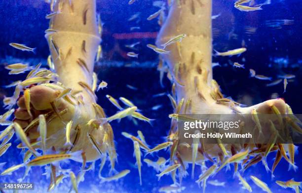 close up of feet in water with turkish gara rufa fish - pesce dottore foto e immagini stock