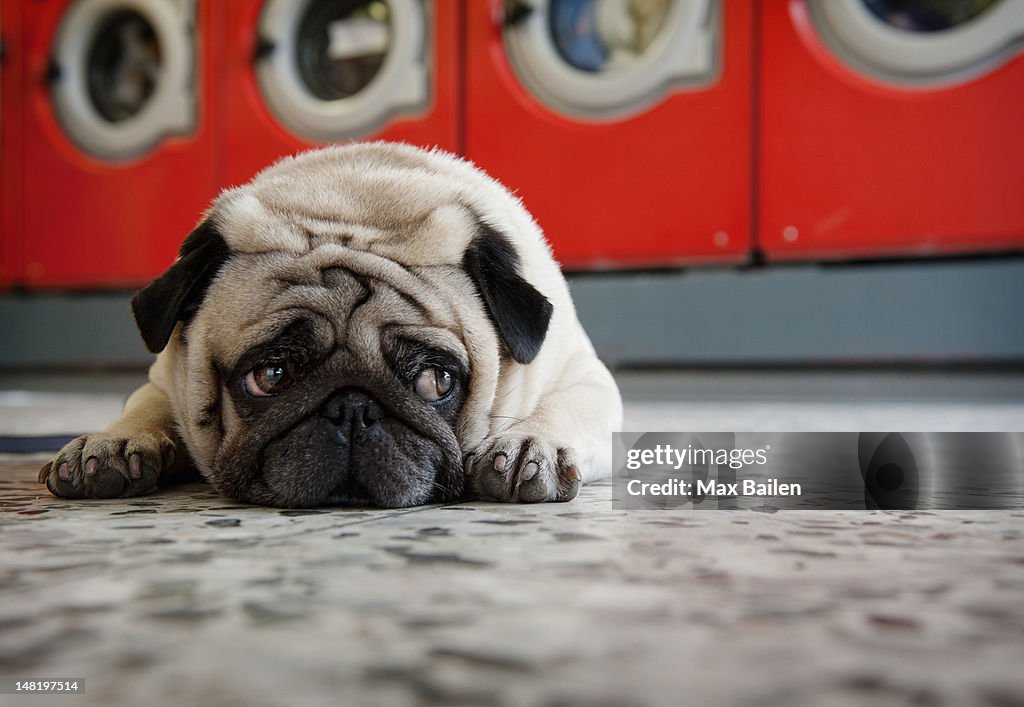 Pug laying on laundromat floor