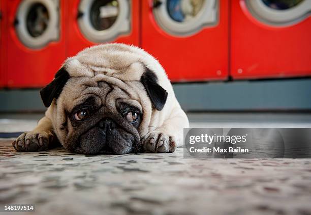 pug laying on laundromat floor - waiting stock pictures, royalty-free photos & images