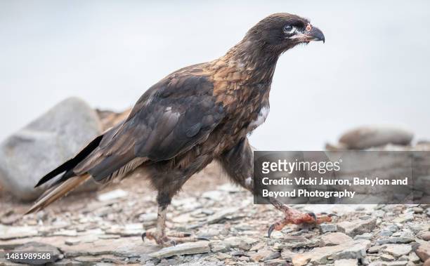 johny rook bird taking step at bleaker island, falkland islands - bird island falkland islands stock pictures, royalty-free photos & images