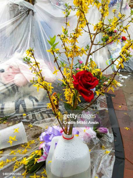 Close-up of flowers, including forsythia and a rose, in a plastic gallon jug at a memorial for the victims of the Boston Marathon Bombing , Copley...