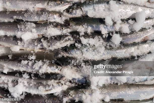 table top view of charr fish, a natural food background of many freshly caught wild fish lying horizontally in two rows with their heads to each other and heavily covered in ice and snow - char stock pictures, royalty-free photos & images