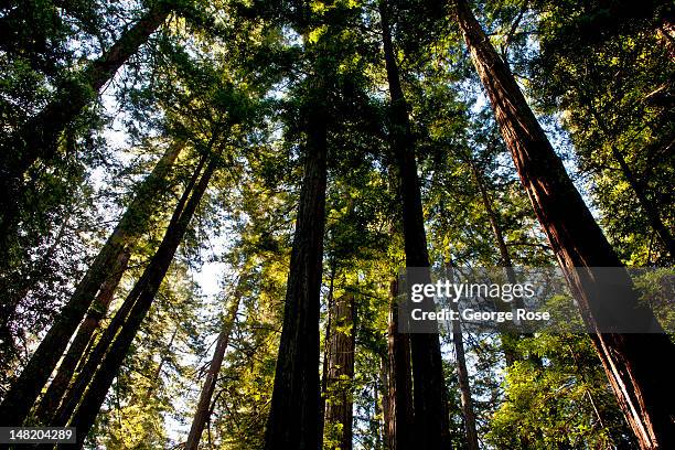 One way to beat the heat was to walk among the old growth redwood trees in Armstrong Woods State Park on June 13 in Guerneville, California. Warm...