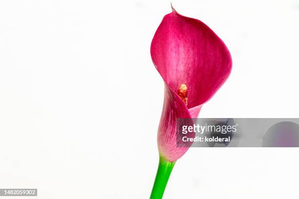 single red calla lily against white background - aronskelk stockfoto's en -beelden