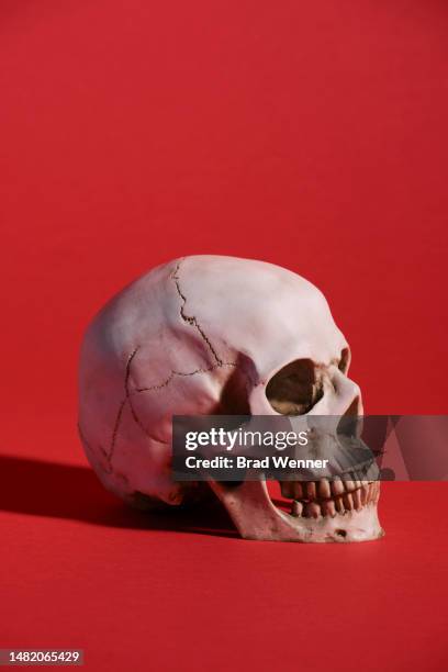 human skull on red - anatomical model stock pictures, royalty-free photos & images