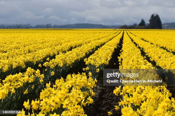 daffodils forever and ever - daffodil field stock pictures, royalty-free photos & images