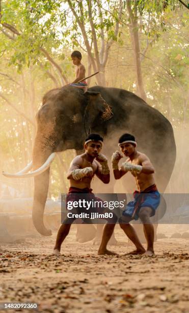 muay thai fighters. thai kick boxing. muay thai boxers practitising and demonstrating muaythai techniques and skill during sunset moments with a mahout and two elephants at the background - muaythai boxing stock pictures, royalty-free photos & images