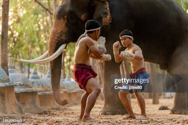 luchadores de muay thai. kick boxing tailandés. boxeadores de muay thai practicando técnicas y habilidades de muaythai entre sí durante los momentos de puesta de sol con un elefante en el fondo - muay thai fotografías e imágenes de stock