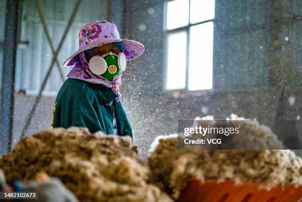 Villager processes newly-harvested dandelion seeds on April 12, 2023 in Zhumadian, Henan Province of China.