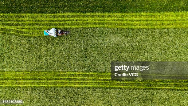 Villagers harvest dandelion seeds in a field on April 12, 2023 in Zhumadian, Henan Province of China.