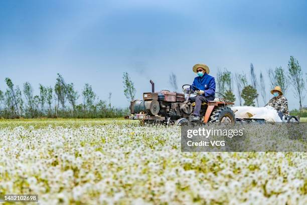 Villagers harvest dandelion seeds in a field on April 12, 2023 in Zhumadian, Henan Province of China.