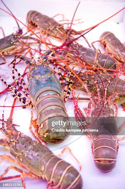 lobsters awaiting their fate a seafood restaurant. thailand, southeast asia. - cephalopod stockfoto's en -beelden