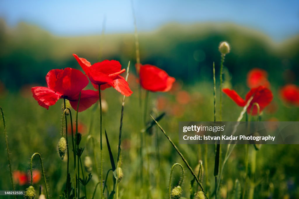 Poppies