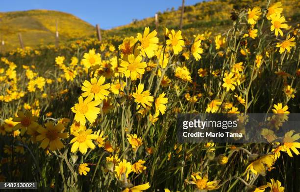 Wildflowers bloom near Carrizo Plain National Monument following an unusually wet winter on April 13, 2023 near Santa Margarita, California. Historic...