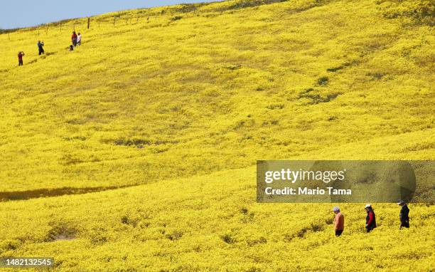 People walk amid wildflowers blooming in Carrizo Plain National Monument following an unusually wet winter on April 13, 2023 near Santa Margarita,...