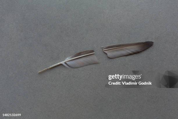 broken feather on gray background - fragility fracture stock pictures, royalty-free photos & images