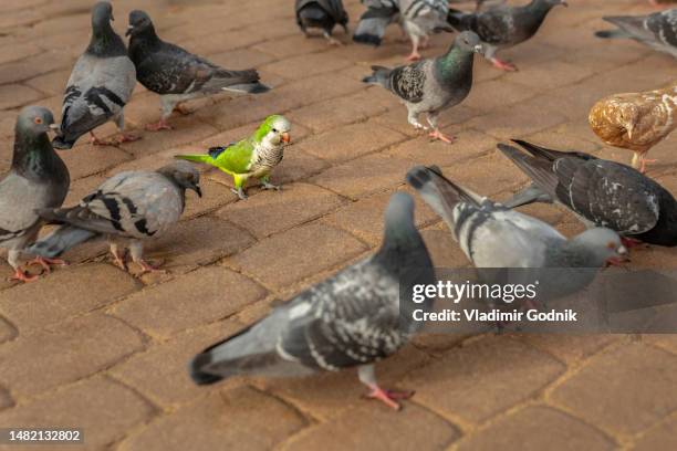 parakeet among pigeons on cobblestone sidewalk - standing out from the crowd stock pictures, royalty-free photos & images