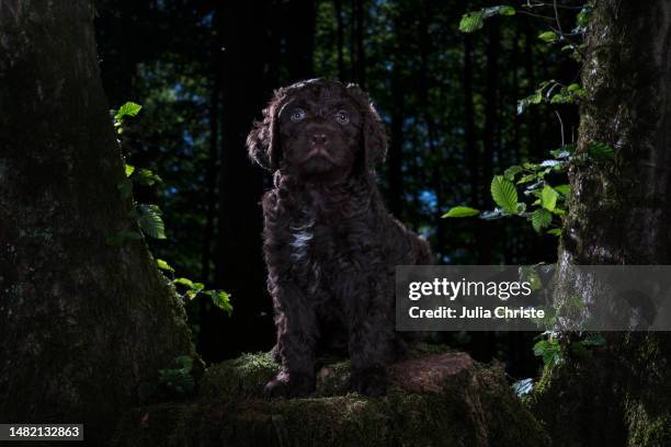portrait cute brown barbet puppy among trees in woods, rheinbach, germany - barbet photos et images de collection