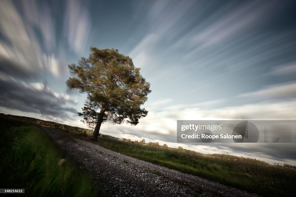 Lonely tree on roadside