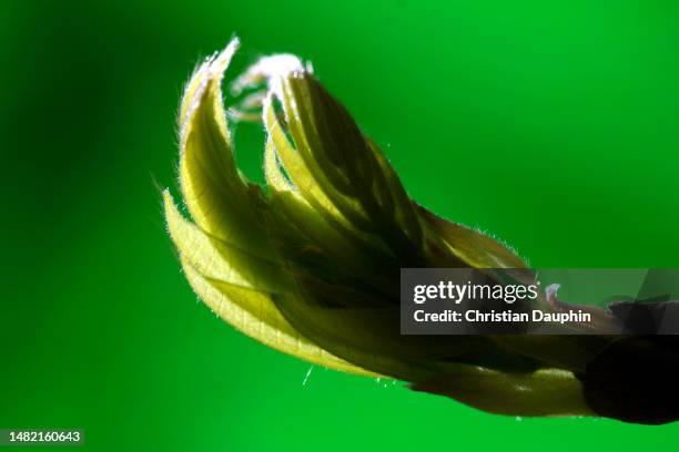 climbing plant buds. - sapling stock pictures, royalty-free photos & images