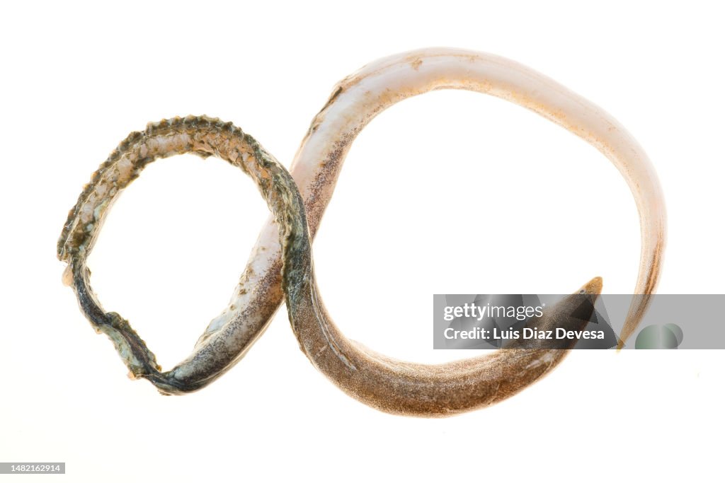 Ophichthus rufus