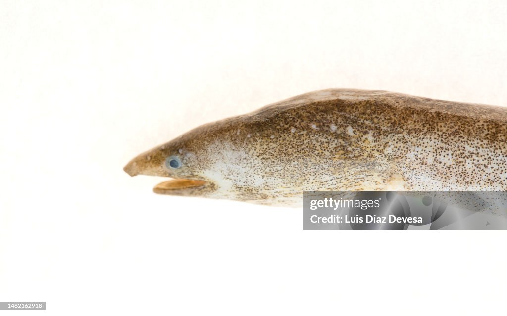 Ophichthus rufus
