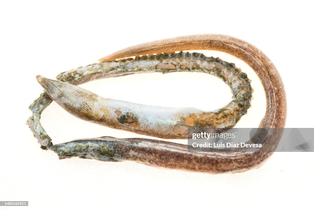 Ophichthus rufus