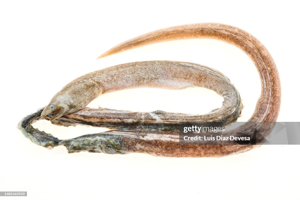 Ophichthus rufus