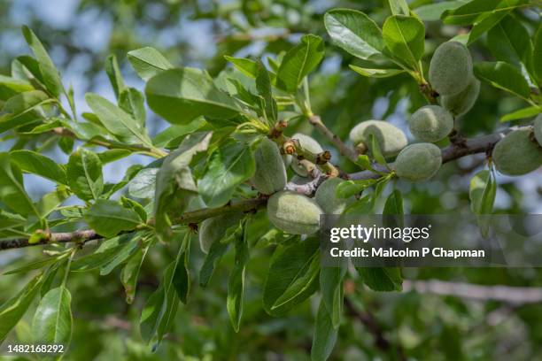 almond tree, fruit on tree, greece - almond tree photos et images de collection