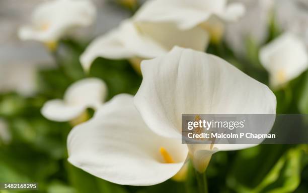 calla lily (brosimum aethiopica), arum lily, greece - alcatraz fotografías e imágenes de stock