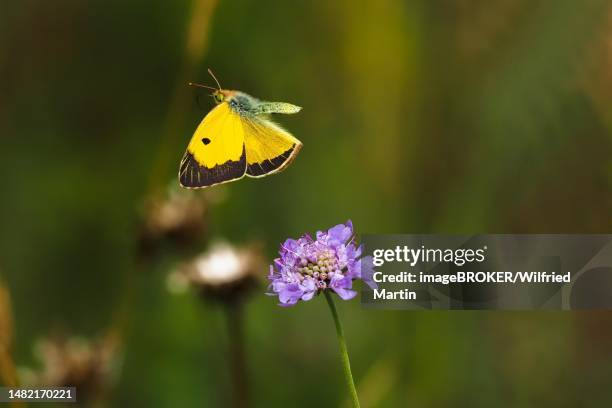 Postilion Photos and Premium High Res Pictures - Getty Images