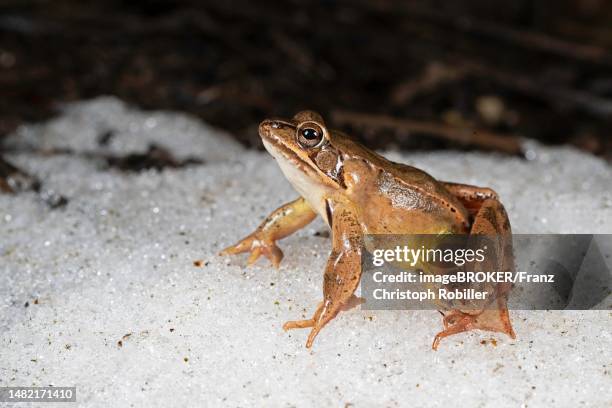 Frog In Snow 24 Frog Hibernation Stock Photos, High-Res Pictures, and Images - Getty ...
