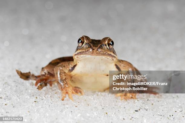 Frog In Snow 22 Frog Hibernation Stock Photos, High-Res Pictures, and Images - Getty ...