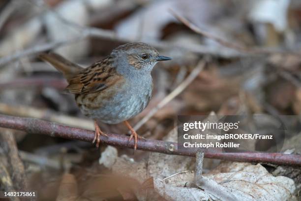 dunnock (prunella modularis) sitting on branch on ground, thuringia, germany - prunellidae stock pictures, royalty-free photos & images