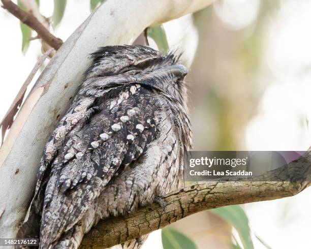 Goat Sucker Photos and Premium High Res Pictures - Getty Images