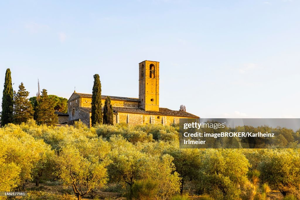 Church of Santa Lucia framed by olive trees (Ole europaea), near San Gimignano, Tuscany, Italy