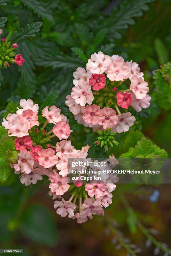 High garden phlox (Phlox paniculata), Bavaria, Germany
