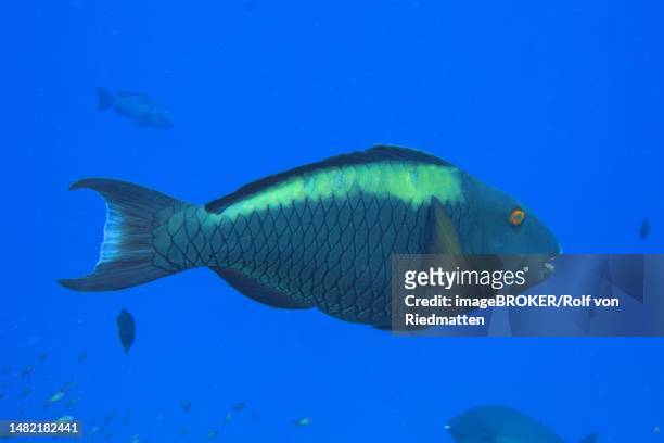 bicolour parrotfish (cetoscarus bicolor), female, in front of a solid blue background, detached. dive site st. johns, egypt, red sea - bicolour parrotfish stock illustrations