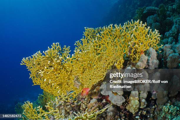 illustrations, cliparts, dessins animés et icônes de net fire coral (millepora dichotoma), panorama reef dive site, hurghada, egypt, red sea - corail de feu