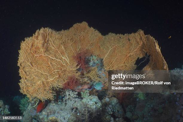 giant sea fan (annella mollis) at night. dive site shaab mahmoud, sinai, egypt, red sea - soft corals stock illustrations