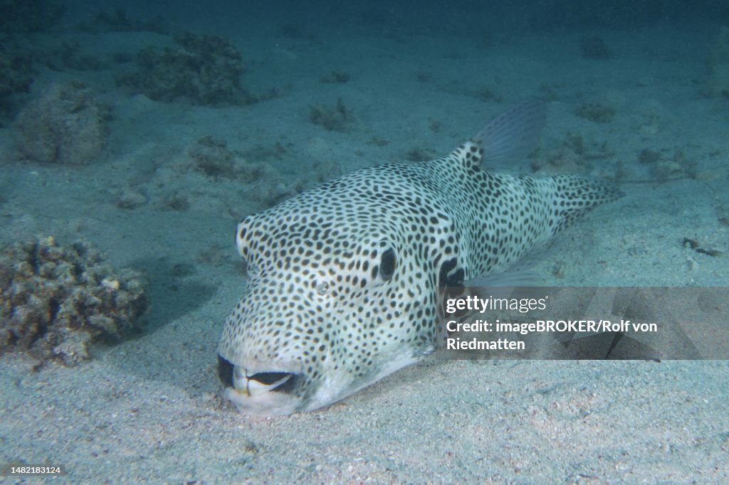A star puffer (Arothron stellatus) resting in the sand. Dive site House Reef, Mangrove Bay, El Quesir, Red Sea, Egypt