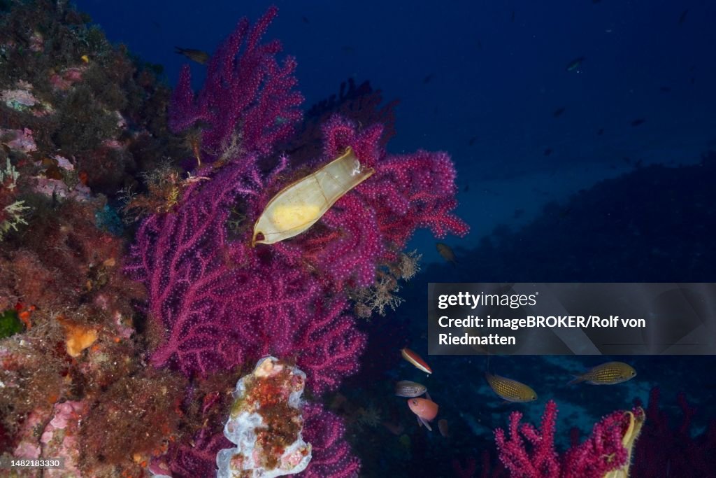 Violescent sea-whip (Paramuricea clavata) with egg capsule of nursehound (Scyliorhinus stellaris) in the Mediterranean Sea near Hyeres. Dive site Giens Peninsula, Cote dAzur, France