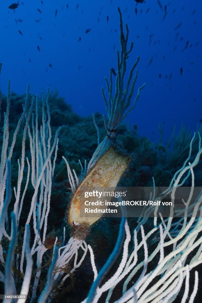 Egg capsule of Spotted Catshark (Scyliorhinus stellaris) attached to White Gorgonian (Eunicella singularis) in the Mediterranean Sea near Hyeres. Dive site Giens Peninsula, Cote dAzur, France