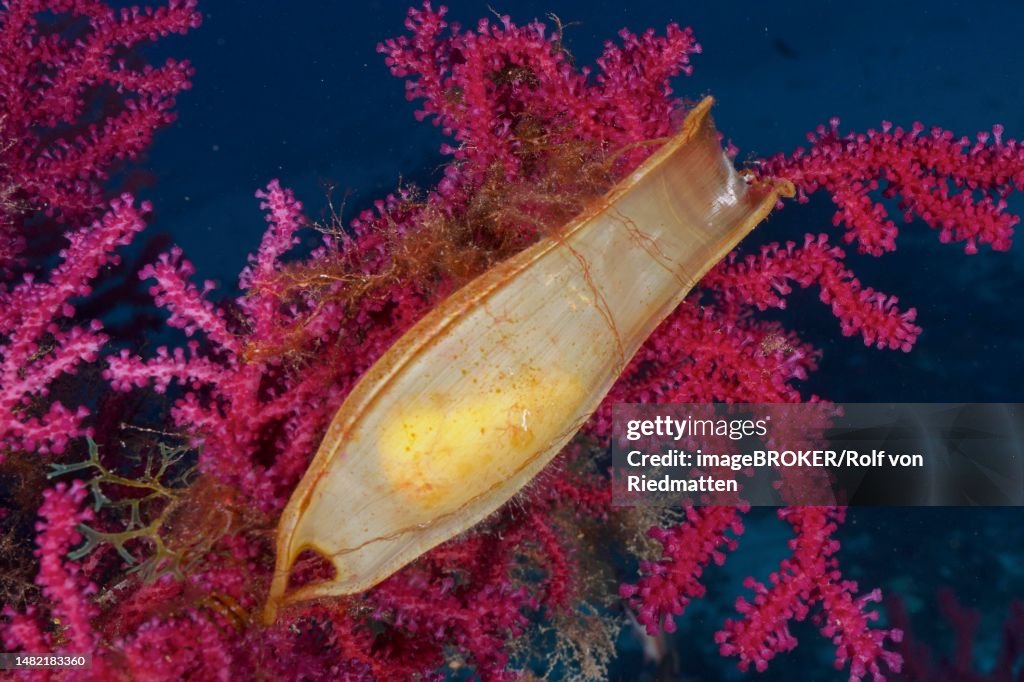 Egg capsule of nursehound (Scyliorhinus stellaris) attached to violescent sea-whip (Paramuricea clavata) in the Mediterranean Sea near Hyeres. Dive site Giens Peninsula, Cote dAzur, France