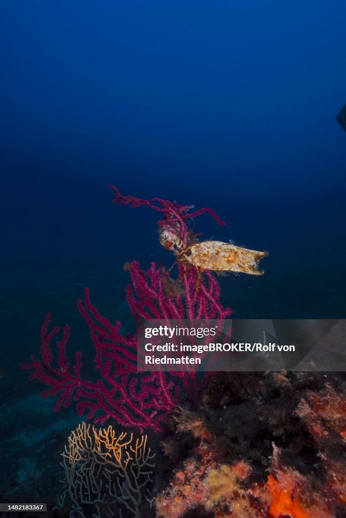 Egg capsule of nursehound (Scyliorhinus stellaris) attached to violescent sea-whip (Paramuricea clavata) in the Mediterranean Sea near Hyeres. Dive site Giens Peninsula, Cote dAzur, France
