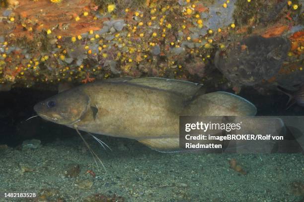 dark forkbeard (phycis phycis), dive site marine reserve cap de creus, rosas, costa brava, spain, mediterranean sea - beach spain stock illustrations