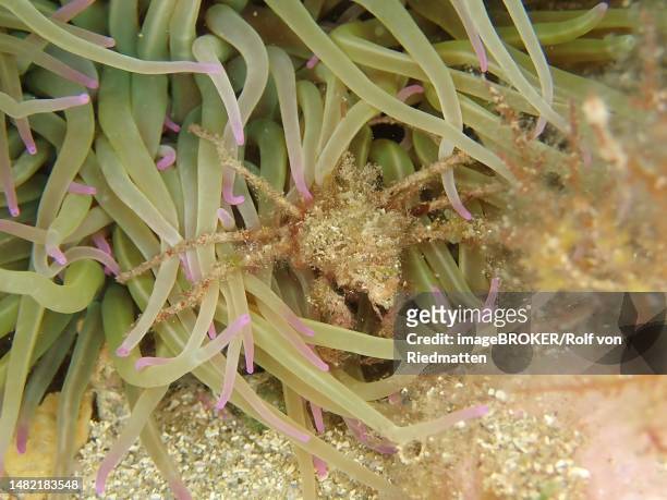 long-legged ghost crab (macropodia), dive site marine reserve cap de creus, rosas, costa brava, spain, mediterranean sea - beach spain stock illustrations