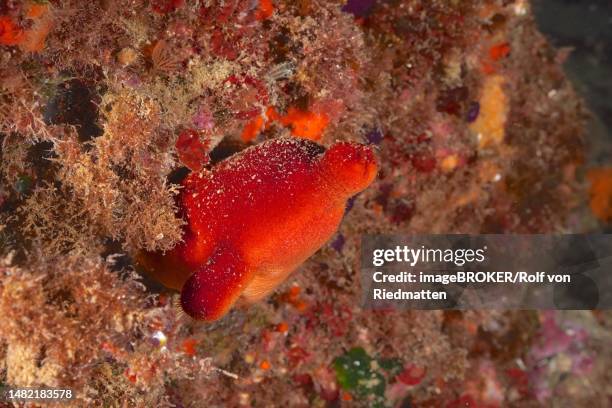 red sea squirt (halocyntia papillosa), dive site marine reserve cap de creus, rosas, costa brava, spain, mediterranean sea - beach spain stock illustrations