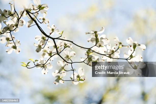 white spring dogwood blossoms - dogwood blossom - fotografias e filmes do acervo