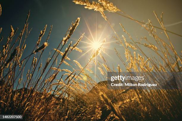 spikes of icchu in contralight, grass of the heights - sepia stock-fotos und bilder